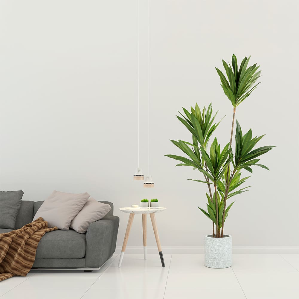 (P240809QS197) Corn Plant 197cm Lifestyle